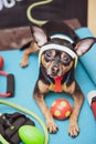 Pet Fitness , sport  and lifestyle concept.  Funny dog Ã¢â¬â¹Ã¢â¬â¹in sportswear in training, portrait  in studio surrounded Royalty Free Stock Photo